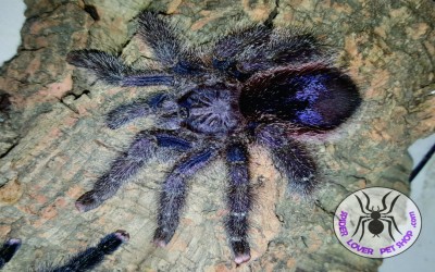 Avicularia Peru Purple Tarantula